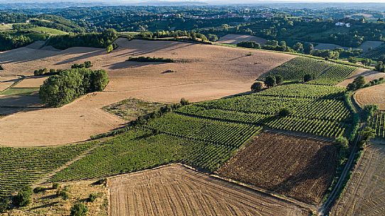 Ruchè Vineyards