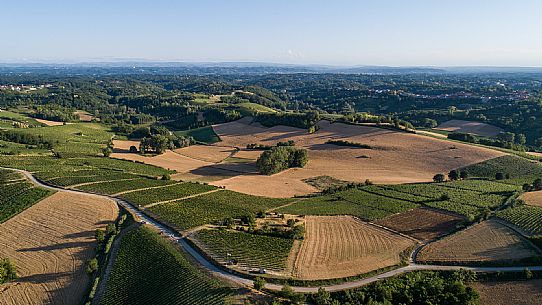 Ruchè Vineyards