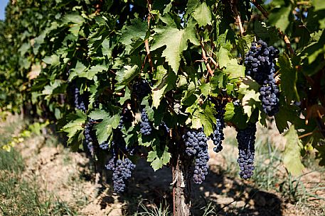 Ruchè Vineyards and Grapes