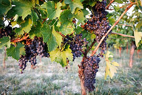 Ruchè Vineyards and Grapes