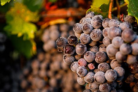 Ruchè Vineyards and Grapes