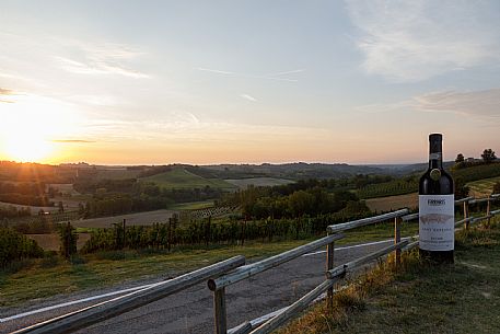 Ruchè Vineyards