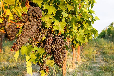 Ruchè Vineyards and Grapes