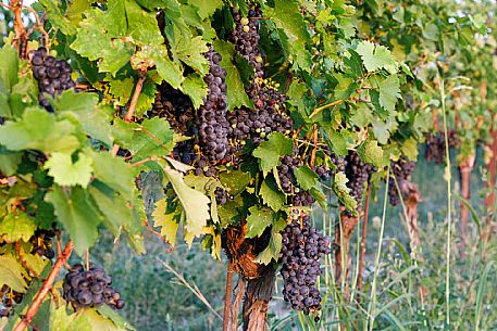 Ruchè Vineyards and Grapes