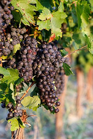 Ruchè Vineyards and Grapes