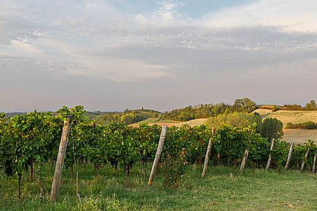 Ruchè Vineyards