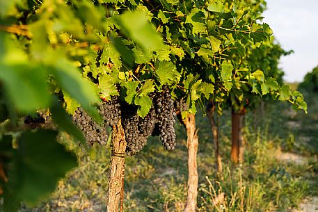 Ruchè Vineyards and Grapes