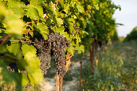 Ruchè Vineyards and Grapes