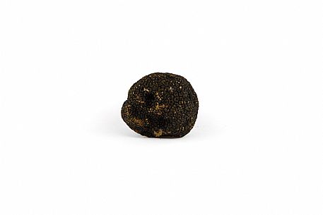 Black Truffle Still Life