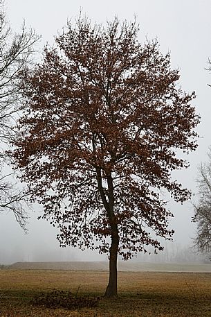 Monferrato Truffle Grounds