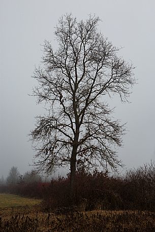 Monferrato Truffle Grounds