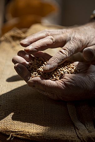 Hand with wheat