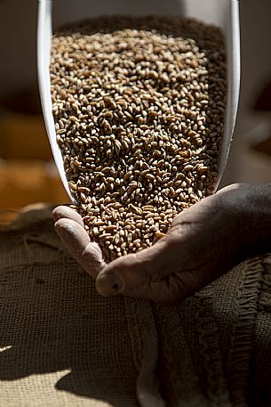 Hand with wheat