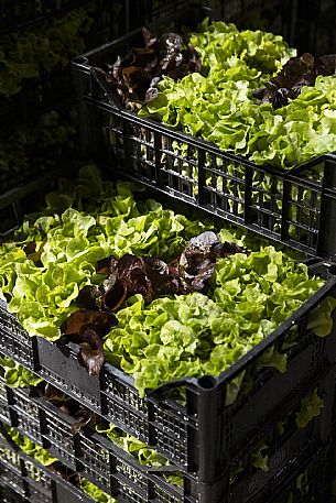 Canale - Market - salad