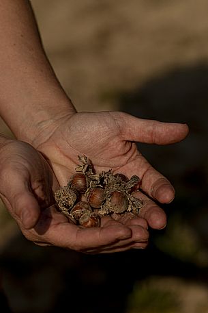 Hands with Hazelnuts