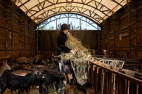 Goats with farmer