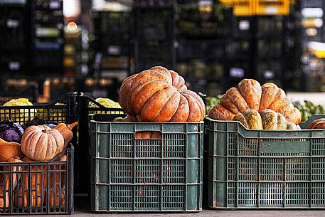 pumpkins - Canale Market