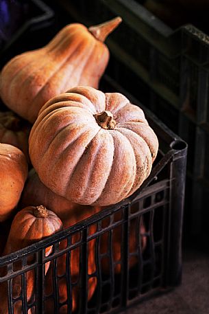 pumpkins - Canale Market