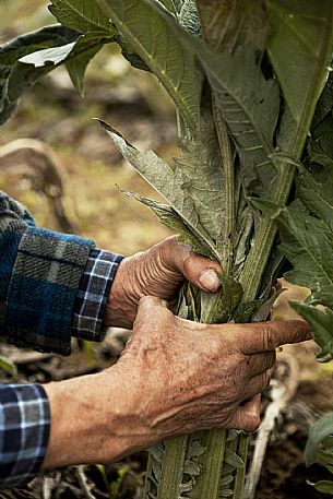 Harvesting the humpback thistle