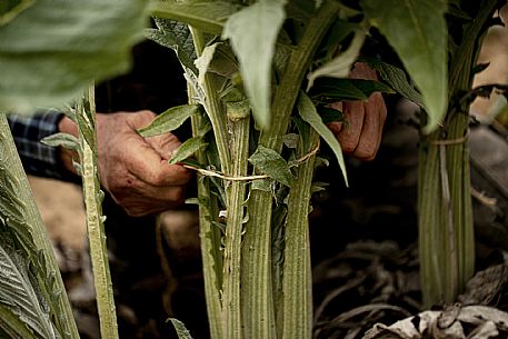 Harvesting the humpback thistle