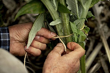 Harvesting the humpback thistle