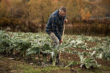 Harvesting the humpback thistle