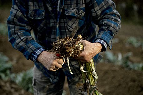 Harvesting the humpback thistle