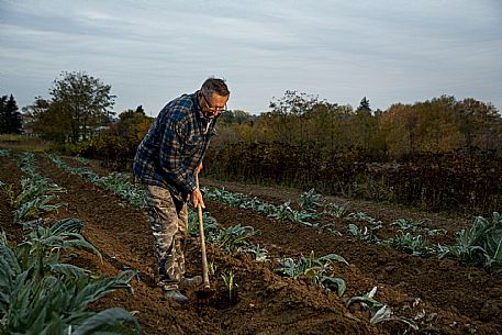 Harvesting the humpback thistle