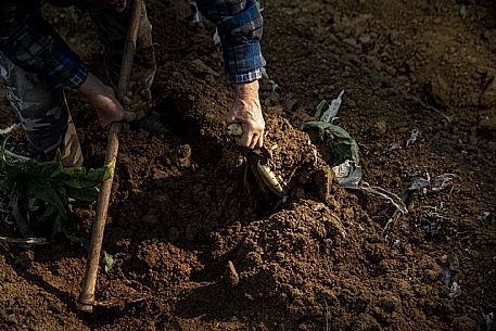 Harvesting the humpback thistle