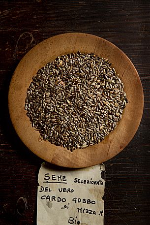 humpback thistle seeds