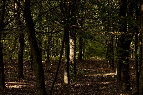 Wood - San Martino Alfieri