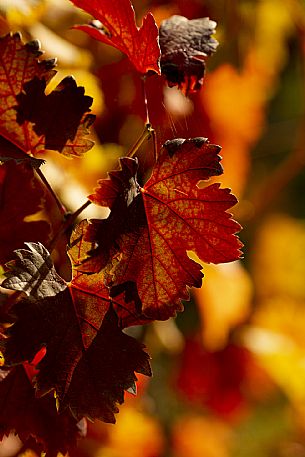 Vine Leaves