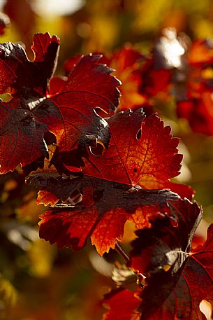 Vine Leaves