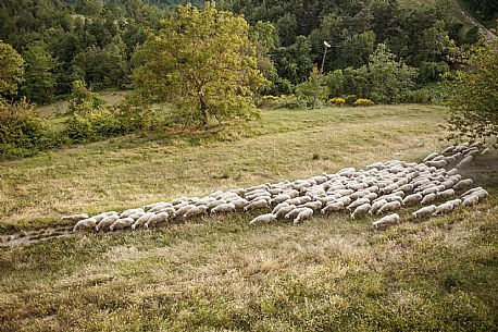 Alta Langa Landscape with flock of sheeps