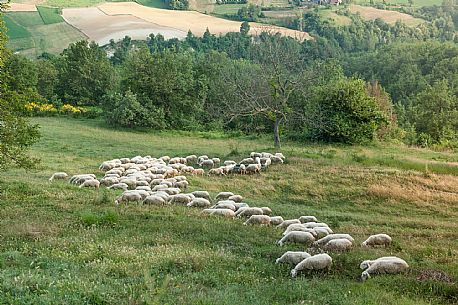 Alta Langa Landscape with flock of sheeps