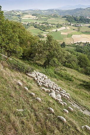 Alta Langa Landscape with flock of sheeps