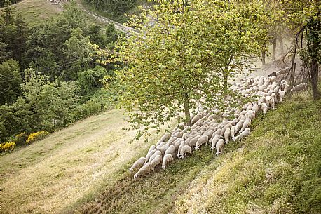 Alta Langa Landscape with flock of sheeps