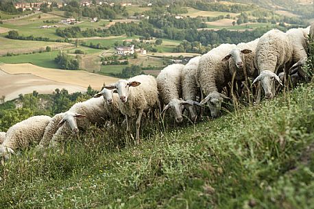 Alta Langa Landscape with flock of sheeps