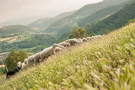 Alta Langa Landscape with flock of sheeps