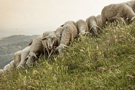 Alta Langa Landscape with flock of sheeps