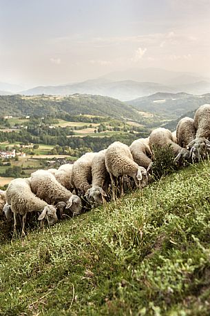 Alta Langa Landscape with flock of sheeps