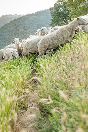 Alta Langa Landscape with flock of sheeps