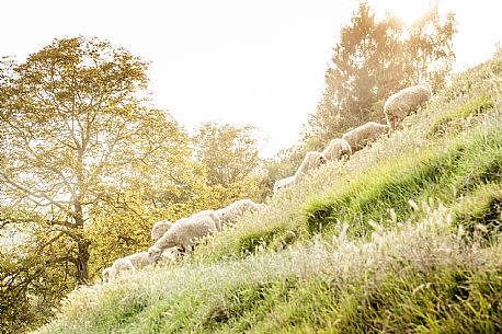 Alta Langa Landscape with flock of sheeps