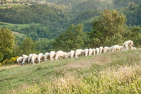 Alta Langa Landscape with flock of sheeps