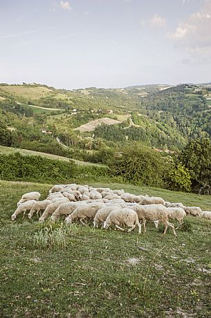 Alta Langa Landscape with flock of sheeps