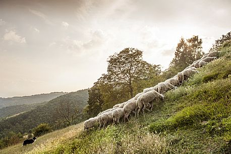 Alta Langa Landscape with flock of sheeps