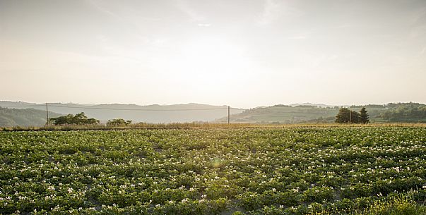 Alta Langa Landscape