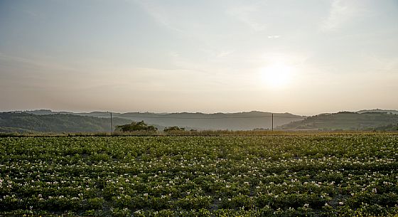 Alta Langa Landscape