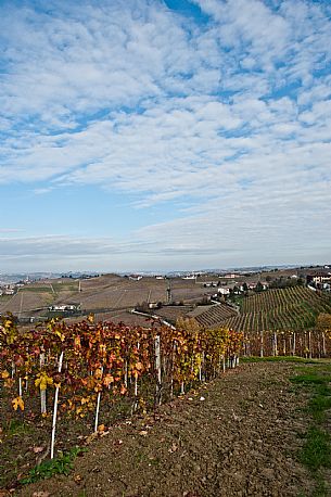 Langhe Landscape