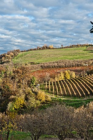 Roero Landscape 